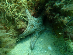 Goniodiscaster seriatus