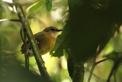 Conopophaga melanops
