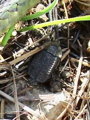 Thanatophilus lapponicus