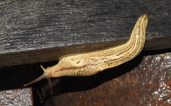 Elisolimax