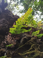 Adiantum concinnum