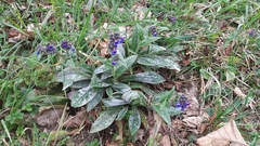 Pulmonaria longifolia