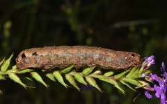 Spodoptera littoralis