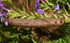 Spodoptera littoralis