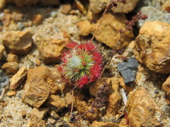 Drosera trichocaulis