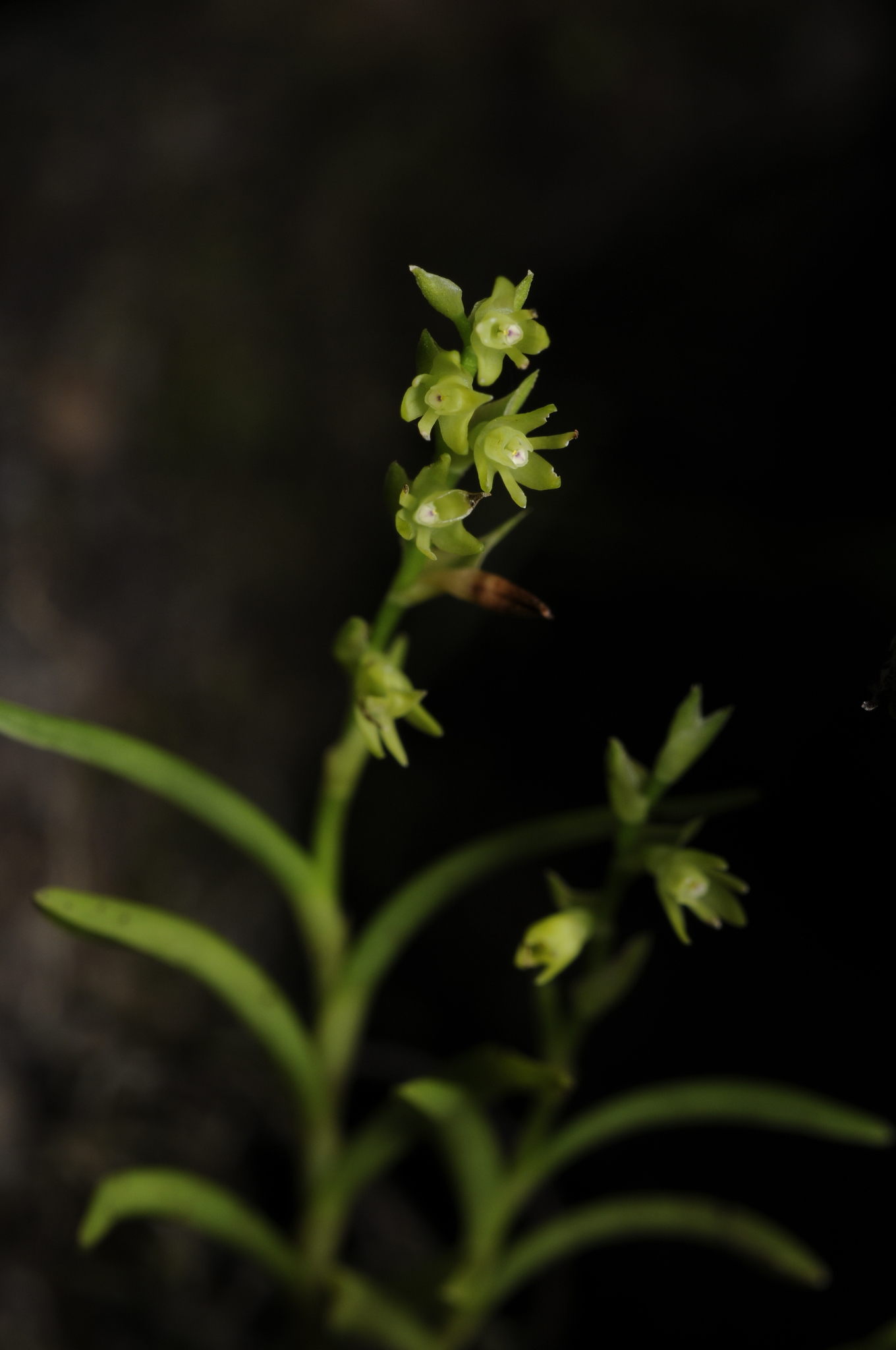 Epidendrum miserrimum