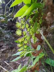Adiantum concinnum