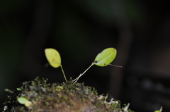 Lepanthes dussii
