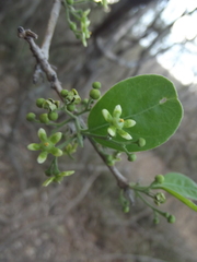 Semialarium mexicanum