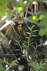 Epidendrum antillanum