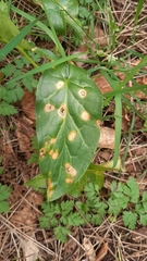 Cercospora ari