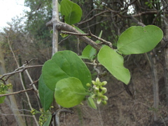 Semialarium mexicanum