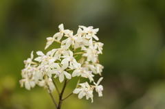 Epidendrum patens
