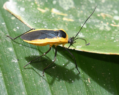 Laminiceps