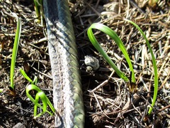 Thanatophilus lapponicus