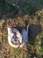 Larus dominicanus dominicanus