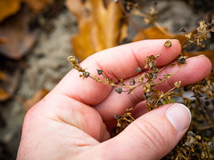 Potentilla paradoxa
