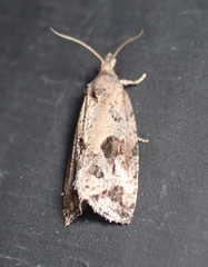 Endothenia nubilana