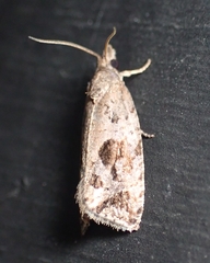 Endothenia nubilana