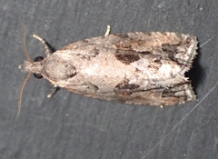 Endothenia nubilana