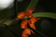Maxillaria inflexa