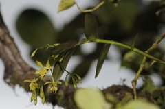 Epidendrum mutelianum