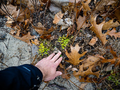 Potentilla paradoxa