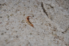 Labidura truncata