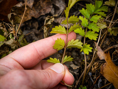 Potentilla paradoxa