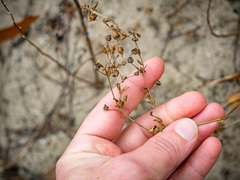 Potentilla paradoxa
