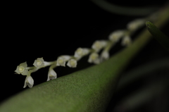 Stelis perpusilliflora