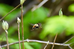 Criorhina bubulcus