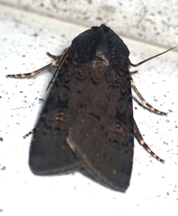 Euxoa velleripennis