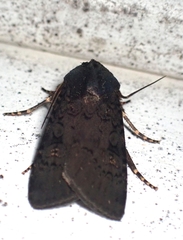 Euxoa velleripennis