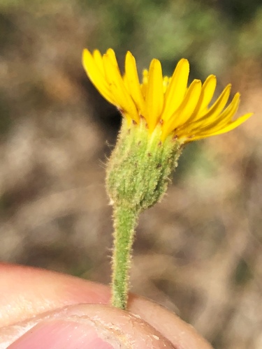 Heterotheca grandiflora