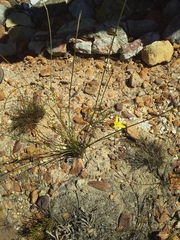 Bobartia filiformis
