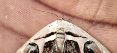 Cometaster pyrula