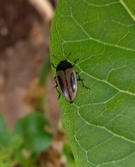 Iphiclus bilineatus