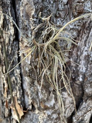 Tillandsia recurvata image