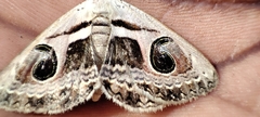 Cometaster pyrula