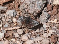 Erynnis icelus image