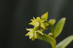 Epidendrum dendrobioides