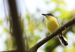 Todirostrum cinereum