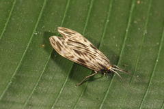 Eucereon striata
