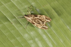 Eucereon striata