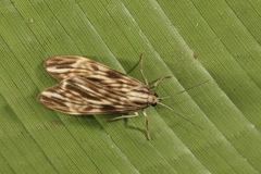 Eucereon striata