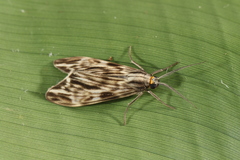 Eucereon striata