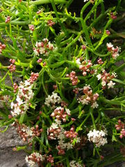 Platysace compressa