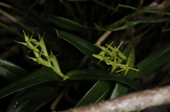 Epidendrum ramosum