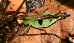 Xiphiola cyanoptera